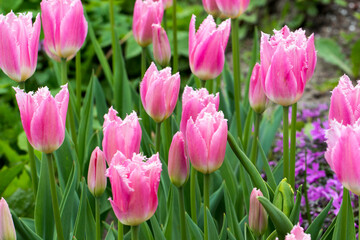 fringed Dallas tulips with green leaves. a variety with goblet-shaped buds. The petals are light pink