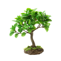 Lush bonsai tree, vibrant green foliage