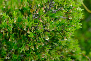 Erica plukenetii in Harold Porter National Botanical Garden