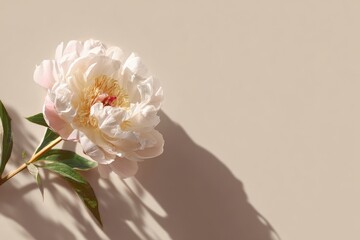 A single pale pink peony rests on a light beige background, casting a shadow to the right.  Soft, natural light illuminates the flower, emphasizing its delicate petals and golden center