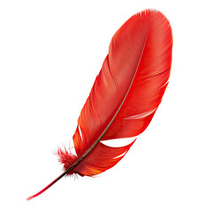 Vibrant red feather, sharply detailed against black