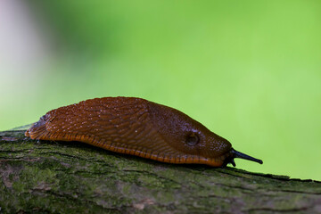 A slug in close-up crawls along a tree branch. a slug's head with horns. . mucus. the Spanish wood snail. macrophotography. close-up. natural light.