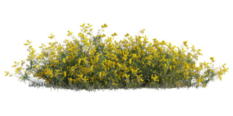 PNG. 5 top views of a small yellow flowers bush, isolated on a white background, in an ultra realistic photographic style.
