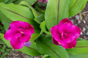 Top view of beautiful Siam Tulip or Curcuma sessilis bloom in the garden on blur nature background.