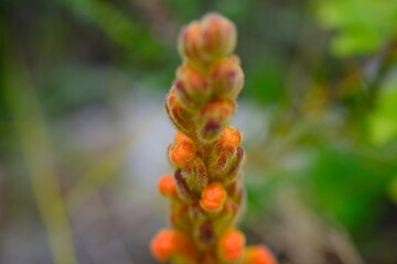 Vibrant Kniphofia Uvaria in Bloom at Harold Porter Botanical Garden