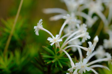Rhodohypoxis Baurii Bloom in Harold Porter Botanical Garden