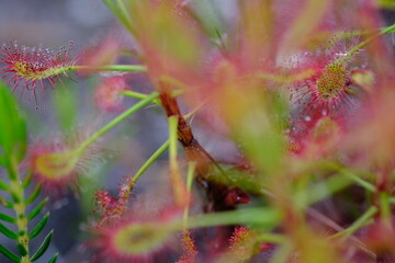 Drosera capensis: Stunning Macro of South African Carnivorous Plant