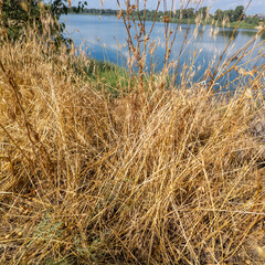 green and dried grass by the road. grass on the side of the road. yellow and green grass. the sun...