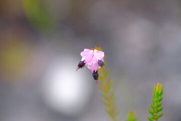 Close-Up of Erica cerinthoides in Harold Porter Botanical Garden