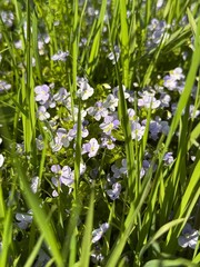 Little wildflowers in the field nature background