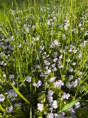 Little wildflowers in the field nature background