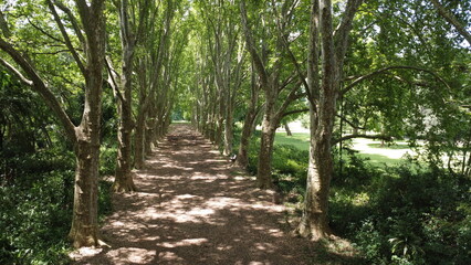 Majestic Platanus x acerifolia in KwaZulu-Natal Botanical Garden