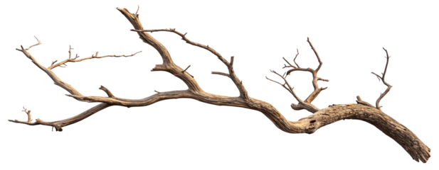 Dry twisted tree branch isolated on a black background with intricate natural texture visible