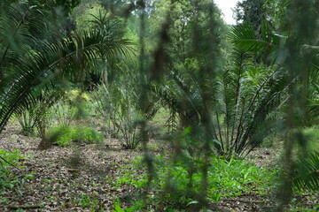 Lush Encephalartos in KwaZulu-Natal Botanical Garden