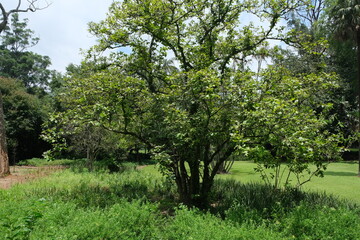 Lush Tree in KwaZulu-Natal National Botanical Garden