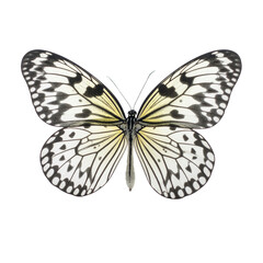 Fototapeta premium Black and White Spotted Butterfly