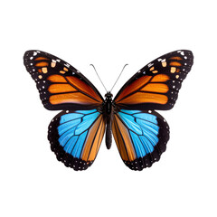 Naklejka premium Vibrant Iridescent Butterfly with Black and Blue Wings