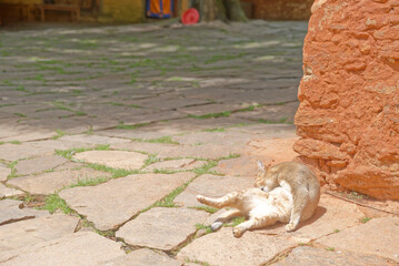 A cat is sleeping on its stomach, basking in the sun next to an old stone wall