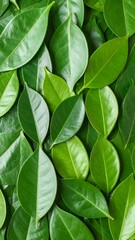 Obraz premium Close-up vibrant green leaves (1)