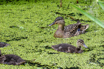 a duck with ducklings on a pond overgrown with green duckweed. colorful photo of wildlife.