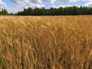 A wide rural landscape showing a ripe golden barley field in the foreground, with a forested edge and a bright blue sky with scattered white clouds. 