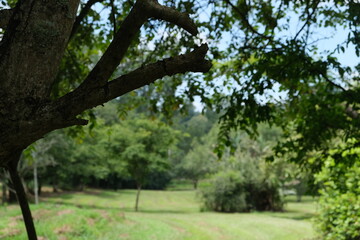Lush Tree in KwaZulu-Natal National Botanical Garden