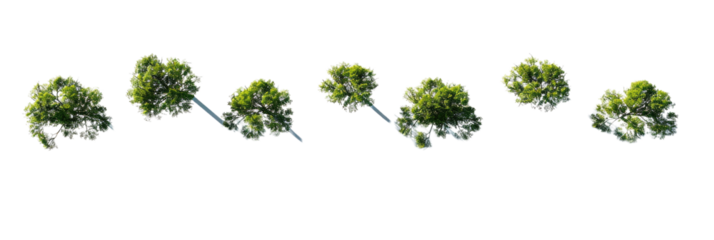 PNG. A photorealistic, high-resolution top-down view of trees with their shadows on a white background. The scene is set in the middle and has five distinct trees, each at a different angle.