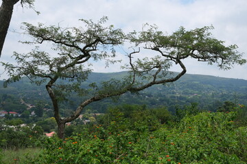 Vachellia sieberiana Tree in KwaZulu-Natal Botanical Garden