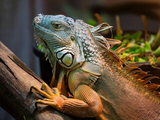Iguana resting on tree branch with sunlight illuminating its vibrant skin.
Green iguana in natural habitat showing detailed anatomy and reptilian features.