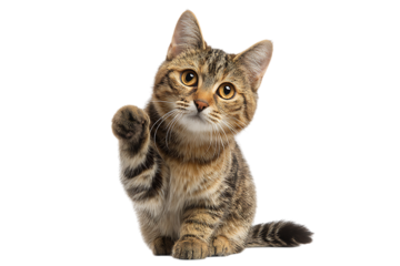 Tabby kitten raising its paw isolated on transparent background