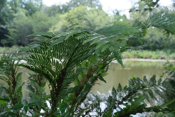 Fototapeta premium Lush Cyathea dregei Fern in KwaZulu-Natal Botanical Garden