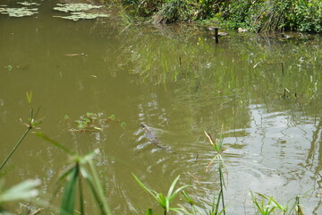 Nile Crocodile in KwaZulu-Natal Wetlands