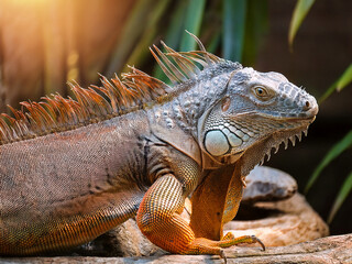 Detailed view of green iguana’s face and spines in lush tropical surroundings.
Iguana resting peacefully on branch with vibrant green tones and natural light.