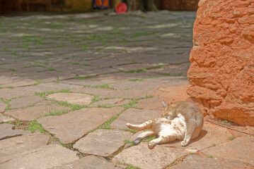A cat is sleeping on its stomach, basking in the sun next to an old stone wall