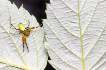 green cucumber spider on a leaf. colorful photo of wildlife. macro photo of an insect. close-up. space for text