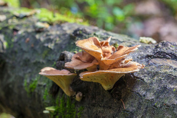 a tinder mushroom on a rotting tree in a blurred background with highlights and bokeh. a colorful macro photo of a mushroom. space for text. a beautiful screensaver. a close-up.