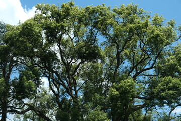 Obraz premium Acacia xanthophloea in KwaZulu-Natal Botanical Garden