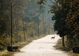 Where the forest breathes deeply, a deer watches the world unfold.