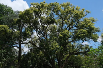 Ficus Sycomorus Tree in KwaZulu-Natal Botanical Garden