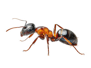 Close-up of a reddish-brown ant with a black head and thorax, and a white marking on its abdomen.  Its legs and antennae are clearly visible.  Sharp focus on the ant against a black background