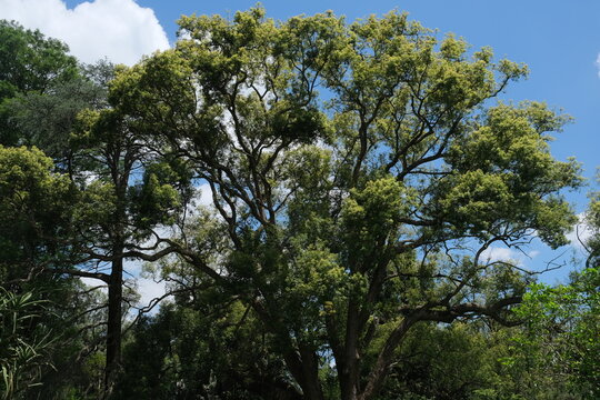 Ficus Sycomorus Tree in KwaZulu-Natal Botanical Garden