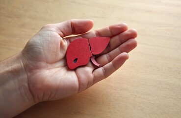 Hand holding red paper liver cutout awareness for World Hepatitis Day, World Liver Day. Concept represents liver cancer, hepatitis C, viral infections, disease prevention. Symbol of medical care,