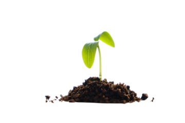 A small green seedling emerging from a pile of dark soil isolated on transparent background