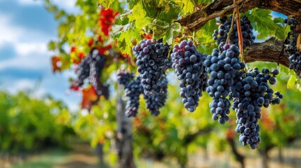 Fresh Ripe Grapes Hanging on a Vine in a Sunlit Vineyard with Lush Green Foliage