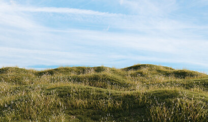 Lush wild grass on transparent background.	