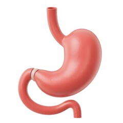3D illustration of human stomach in pink with anatomical structure, isolated on white
