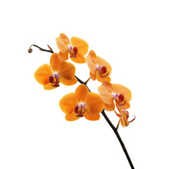 Close-up of vibrant orange orchids