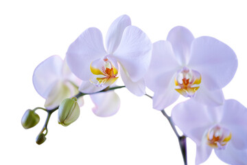 Obraz premium Elegant White Orchid Flowers with Bud on Transparent Background