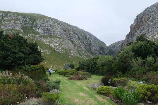 Scenic Fynbos Landscape at Harold Porter Botanical Garden, South Africa