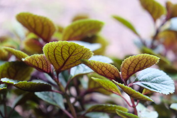 Plectranthus Ciliatus in Harold Porter National Botanical Garden